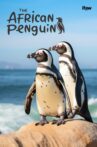 The African Penguin Movie Streaming Online