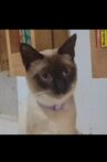 O gato voador Movie Streaming Online