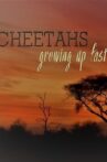 Cheetahs: Growing Up Fast Movie Streaming Online
