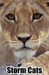 Storm Cats Movie Streaming Online