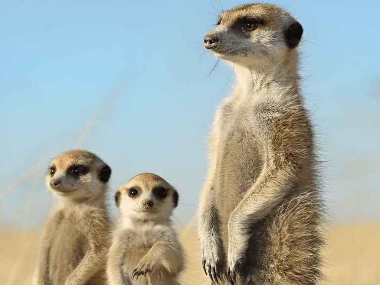 Docu-Series ‘Meerkat Manor’ To Be Adapted As An Animated Movie Soon!