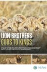 Lion Brothers: Cubs to Kings Movie Streaming Online