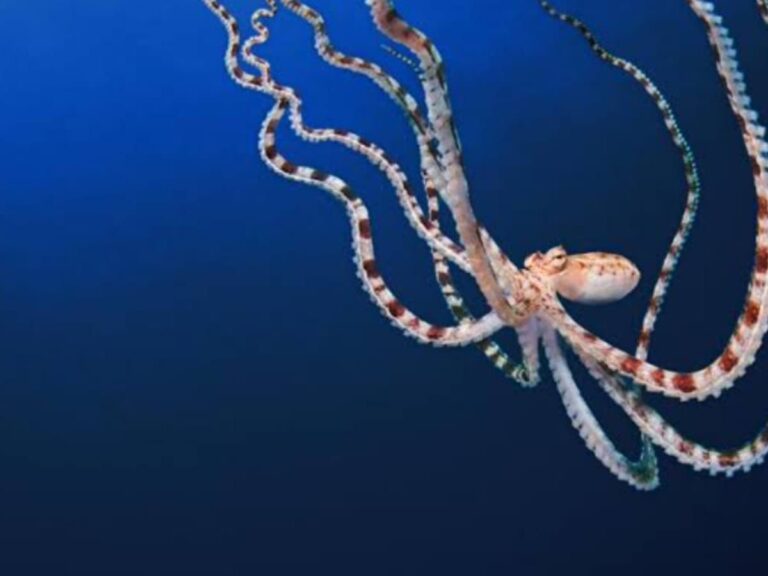 Secrets Of The Octopus: The Beautiful Docu-Series Now Streaming Here