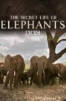 The Secret Life of Elephants Movie Streaming Online