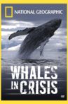 Whales in Crisis Movie Streaming Online