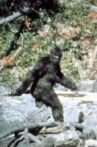 Patterson–Gimlin film Movie Streaming Online