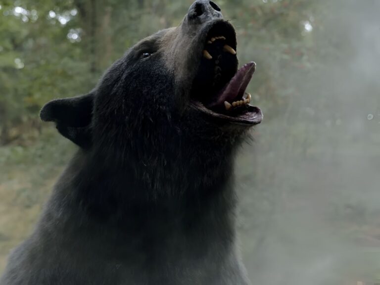 Cocaine Bear Becomes A Streaming Success On Netflix India