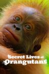 Secret Lives of Orangutans Movie Streaming Online