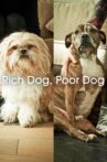 Rich Dog, Poor Dog Movie Streaming Online