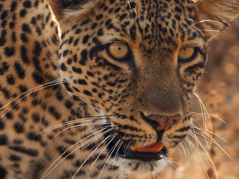 Was Sony LIV Any Good with The Documentary ‘Mammals’?