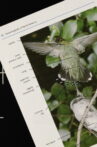A Field Guide to Hummingbirds Movie Streaming Online