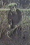 Angel of the Harvest Movie Streaming Online