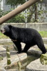 Bear Guardians Movie Streaming Online