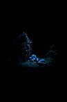 Blue Flowers Movie Streaming Online