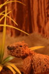 Capibara Movie Streaming Online