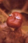 Conker Movie Streaming Online
