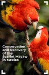 Conservation and Recovery of the Scarlet Macaw in Mexico Movie Streaming Online