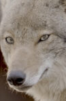 Coywolf Movie Streaming Online