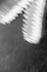 Dinosaur Farm B&W Movie Streaming Online