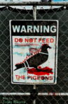 Do Not Feed the Pigeons Movie Streaming Online