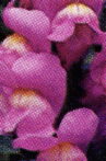 Flowers (Nahbild) Movie Streaming Online
