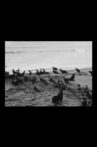 Fur, Seals and Flowers in Pribilof Islands Movie Streaming Online