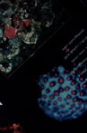 INCHOATRACIES OR EVERYTHING IS AS IT GOES IN ANTEROGRADE Movie Streaming Online