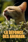 La défonce des animaux Movie Streaming Online