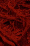 Language of the Entrails Movie Streaming Online
