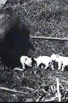 Mamma's Pets Movie Streaming Online