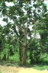 Muantua – Cameroun Movie Streaming Online