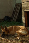 Naida Movie Streaming Online