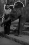 National Zoological Garden Movie Streaming Online