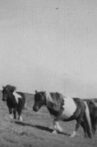 Northern Outpost Movie Streaming Online