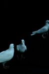 Palomacia Movie Streaming Online