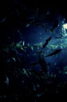 Phish Movie Streaming Online