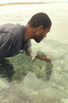 Pileni paualala. Dried giant clams in the Reef Islands Movie Streaming Online
