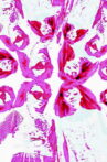 PINK PILLED Movie Streaming Online