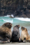 Return of the New Zealand Sea Lion Movie Streaming Online