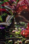 Return to Nature! The True Natural Method of Healing and Living and the True Salvation of the Soul: Paradise Regained—The Core of the Body—Water, Human Curative Power, Light, Air, Earth, Food, Fruit Culture Movie Streaming Online