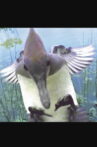 Ride of the Mergansers Movie Streaming Online