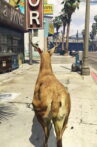San Andreas Streaming Deer Cam Movie Streaming Online