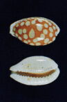 Seashells (for Shane) Movie Streaming Online