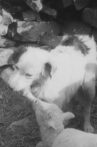 Sheep Dog Movie Streaming Online