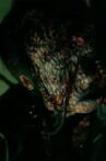 Subjugation Movie Streaming Online