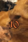 The Adventures of Murphy the Cat #10 Movie Streaming Online