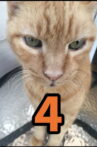 The Adventures of Murphy the Cat #4 Movie Streaming Online