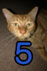 The Adventures of Murphy the Cat #5 Movie Streaming Online