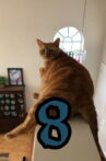 The Adventures of Murphy the Cat #8 Movie Streaming Online