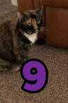 The Adventures of Murphy the Cat #9 Movie Streaming Online